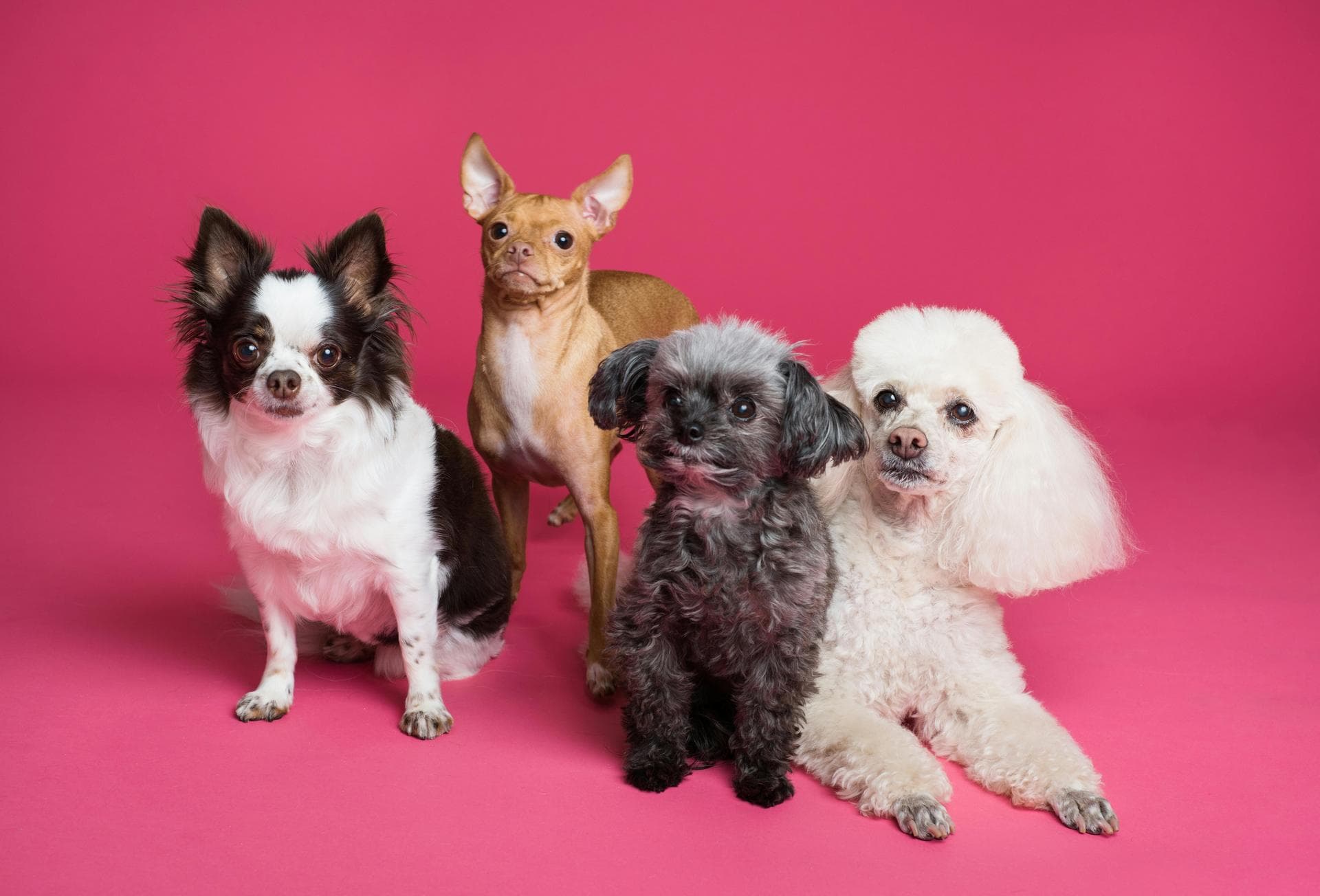 Dog Puppy Vaccinations Kennel Cough Prices in Derby