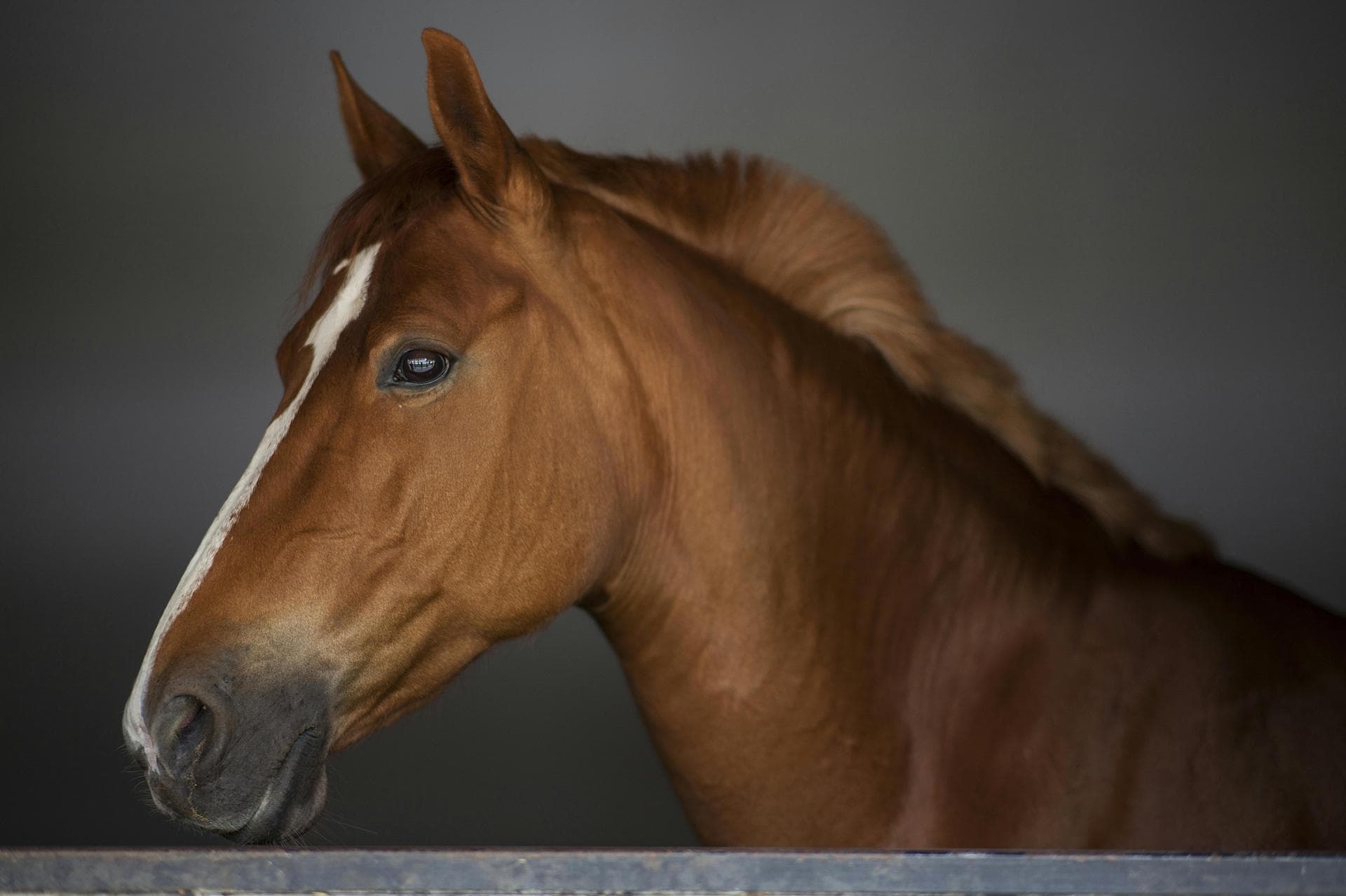 Vet Prescription Prices in Derby