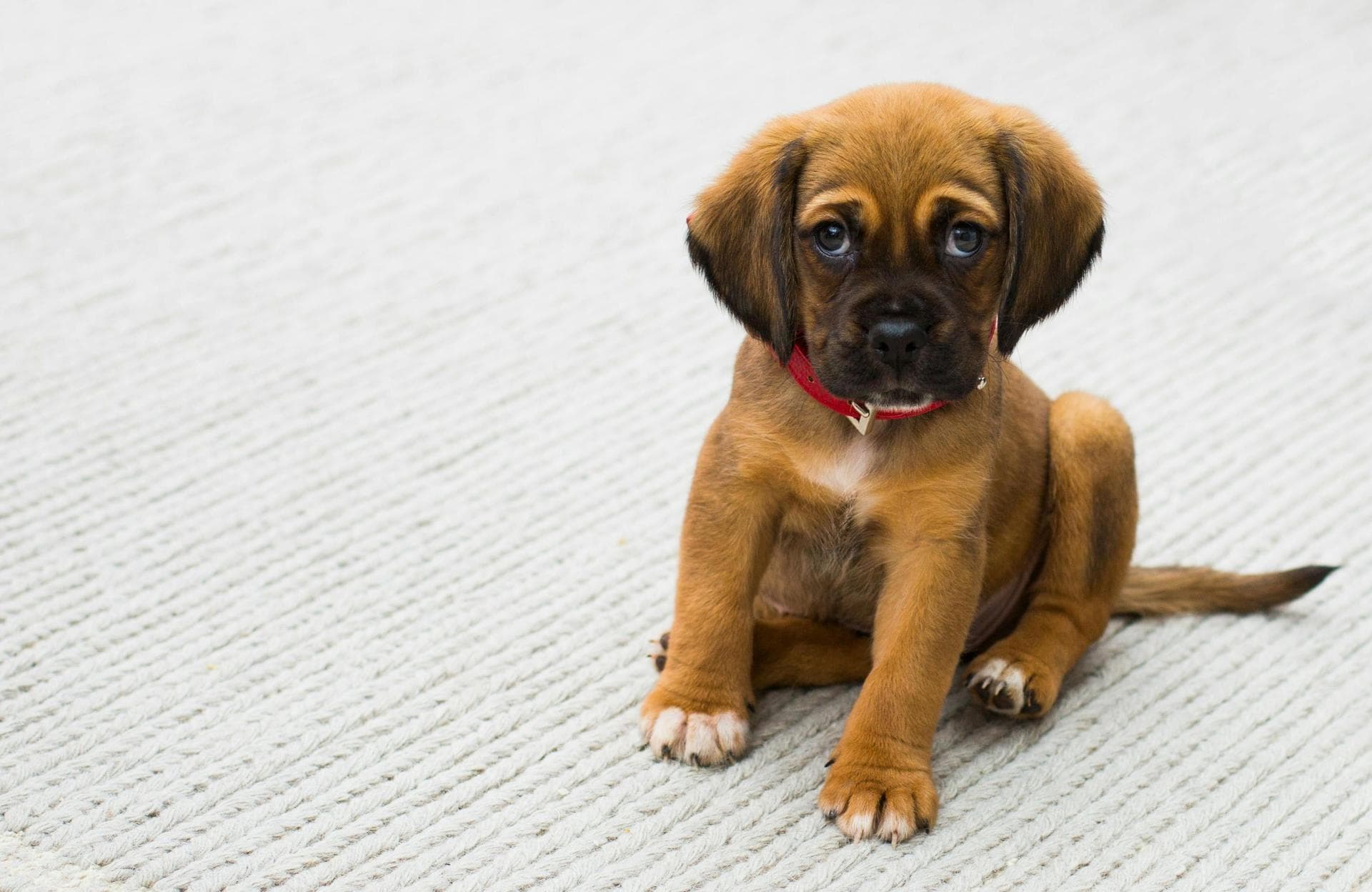 Dog Cremation Prices in Derby