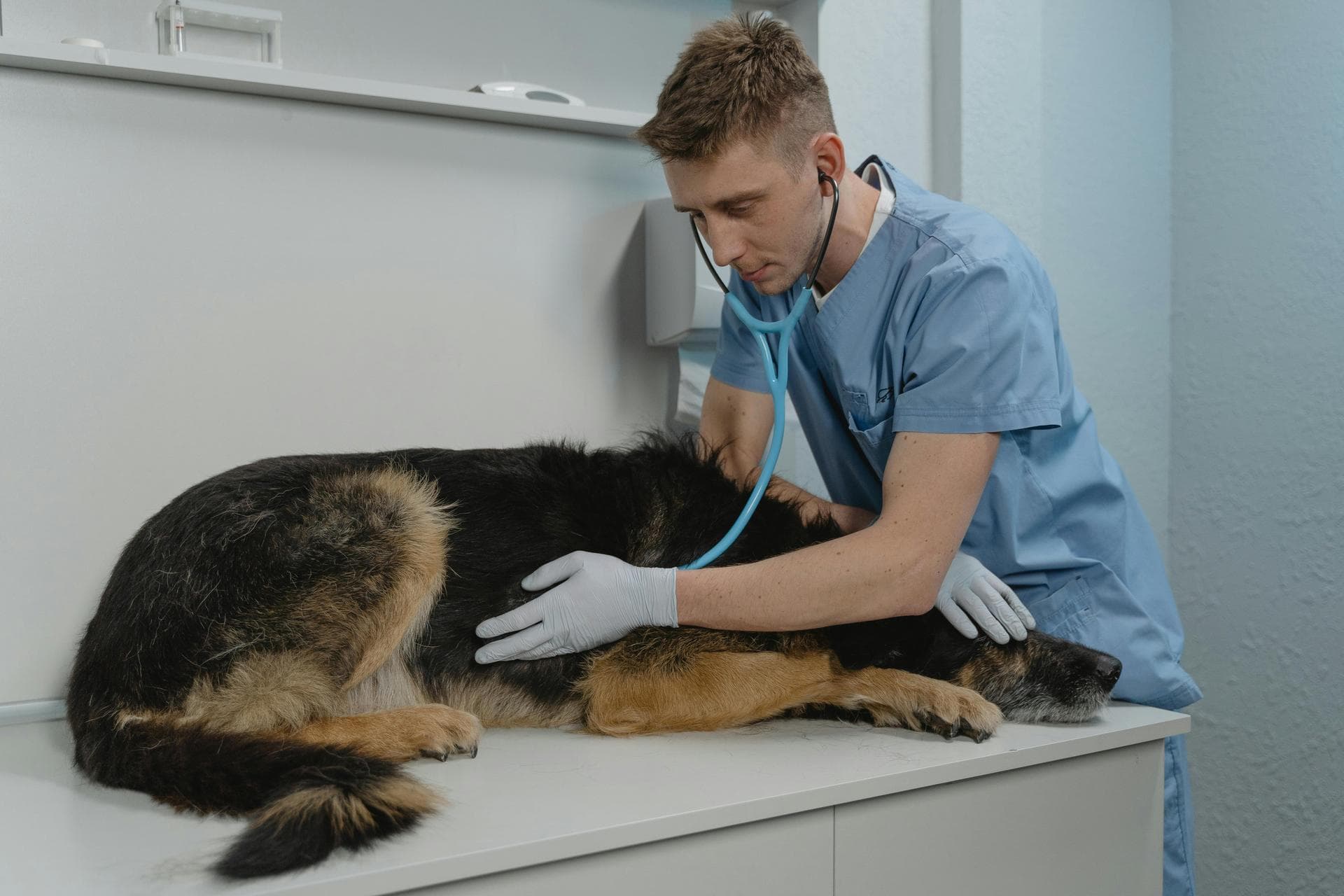 Specialist Vets in Derby