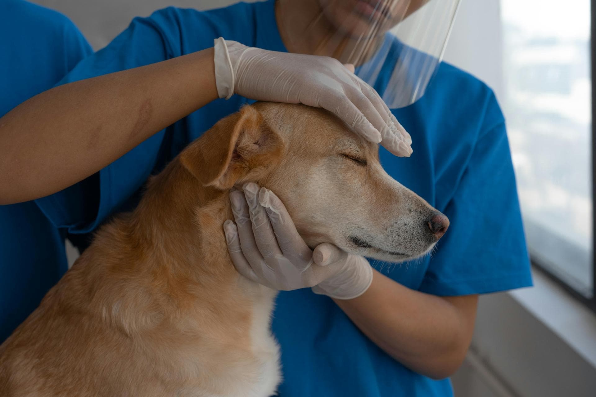 Vet Consultation Prices in Derby