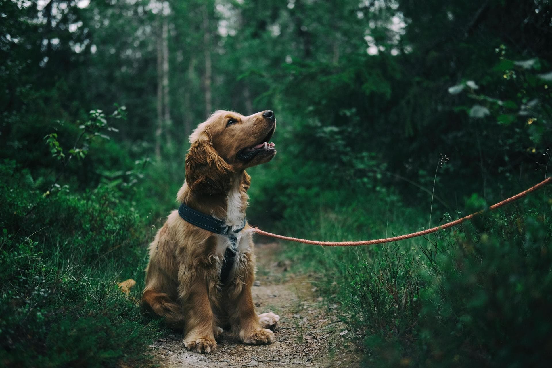 Follow-up Vet Appointment Prices in Derby