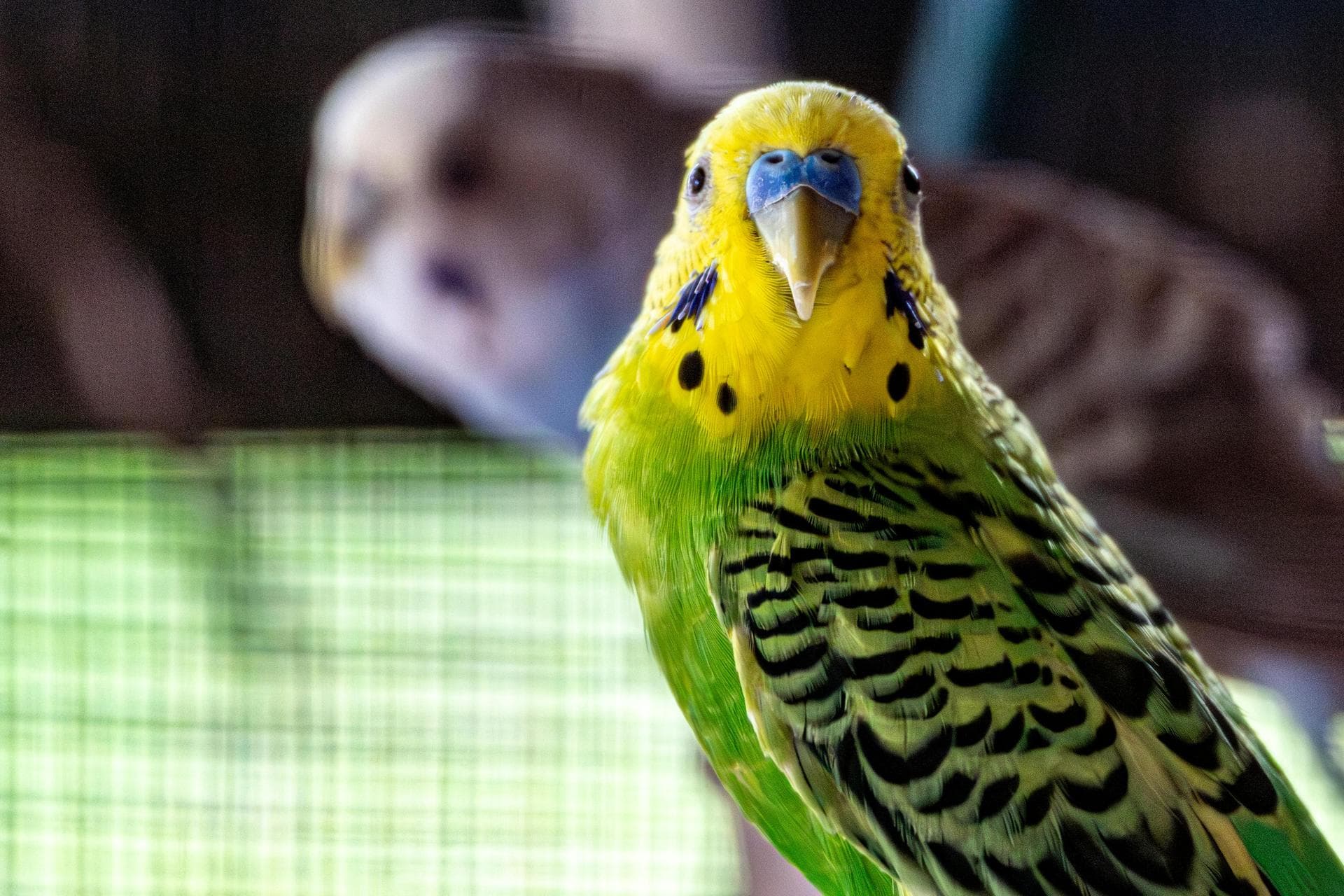 Dog & Cat Vets in Derby